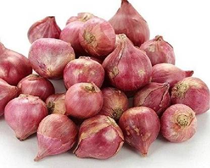 WILLVINE KGF -XII Small Onion/Sambar Onions/Button onions [2.5g] Seed