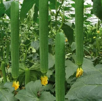 UGRA Long Sponge gourd Seed