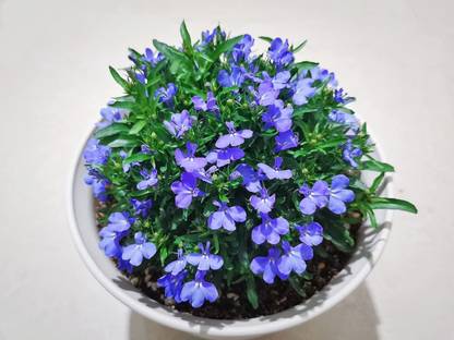 WILLVINE PUAS-169 Creeping Thyme Culinary Herb Seed
