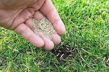 Greenfall High-Quality Lawn Grass Seeds for Parks - 5500 Per Packet Seed