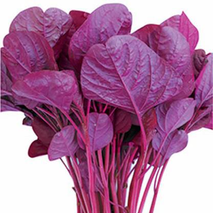 SREE Red Amaranth Spinach,Lal Shak ,Hybird Seed