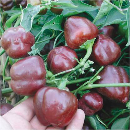 KNESSiN Chocolate Miniature Capsicum Seeds Seed