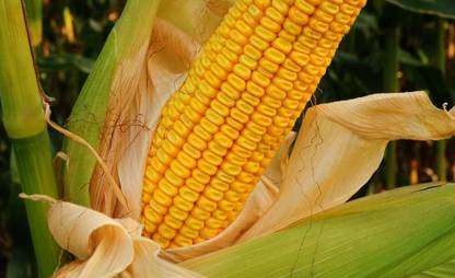 WILLVINE HUA -VII Deer Food Plot Corn-[50g] Seed