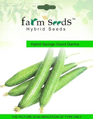 ActrovaX Hybrid Sponge Gourd Garima 1 Packet [10gm Seeds] Seed