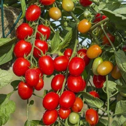 KrishnaSheeds Tomato Seed