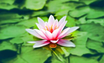 ibains Micro lotus seeds Seed