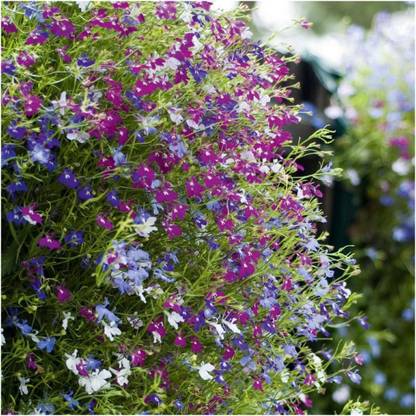 Biosnyg NDIR-72 Lobelia Cascade Blend (Lobelia pendula)-[50 Seeds] Seed