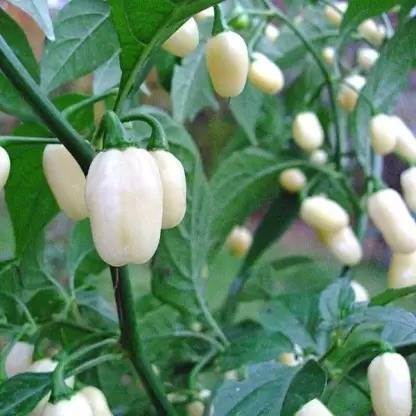 Aro White Capsicum, Capsicum, Bell Pepper Seed