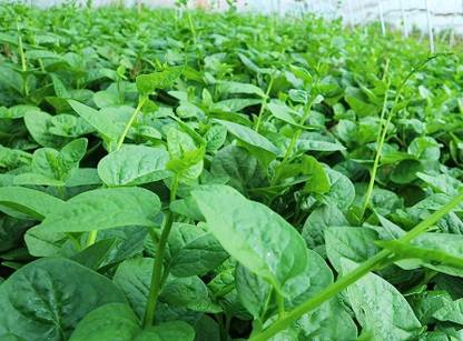 Arshiayat Malabar Spinach, Poi Saag, Pui Saag, Vine Spinach, Ceylon Spinach Seed