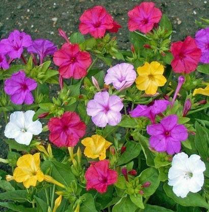 ibains Four O' clock plant seeds,Sondhamoni flower seeds Seed