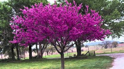 Apurba Agriculture 10 Heirloom Chinese Redbud, Tree Seeds., Beautiful Pink Flowers, Flowering Tree Seed