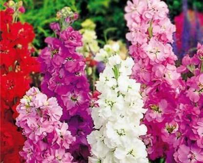 Aywal Stock Brompton Mixed Seed