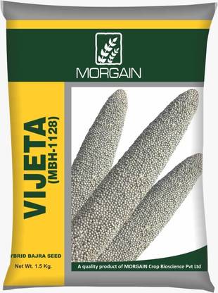 Morgain Bajra Hybrid Seeds, Vijeta (MBH-1128), 1.5kg pkg, for Home Gardening Seed
