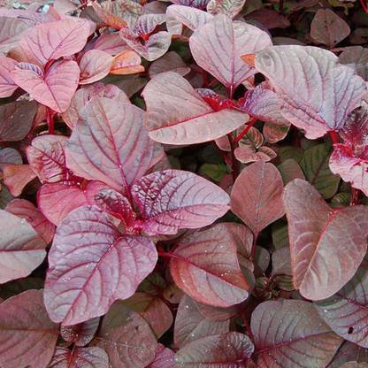 URRO RED GARNET AMARANTH Amaranthus Seed