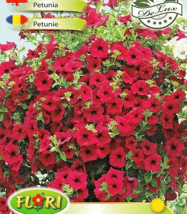 CYBEXIS Petunia Cascading X HYBRIDA PENDULA - Ruby SURFINIA Seed