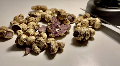 LoneOrganics Black Ginger Seed