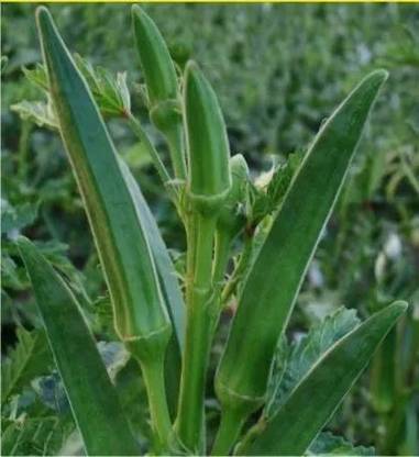 ibains Lady finger seeds , Bhindi Seeds , Okra Seeds Seed