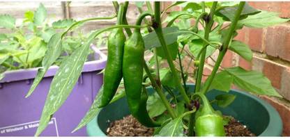 Farmonix Green long Variety Green Chilli Seed