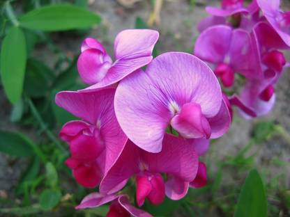 CYBEXIS Sweet Pea, Lathyrus latifolius, everlasting perennial sweet pea - seeds Seed