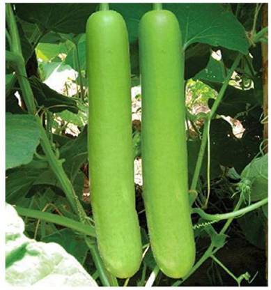 VibeX Pusa Summer Prolific Long (PSPL) Bottle gourd-(100 Gms, 500 Seeds) Seed