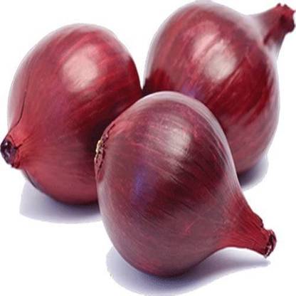 CYBEXIS Good Germination Red Onion Seeds-500 Seeds Seed
