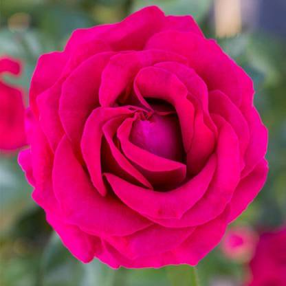 CYBEXIS VXI-70 - Sweet Spirit™ Grandiflora Rose - (300 Seeds) Seed