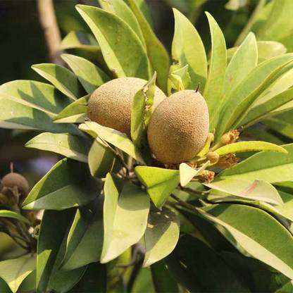 Aywal Chikoo Fruit Hybrid Seed