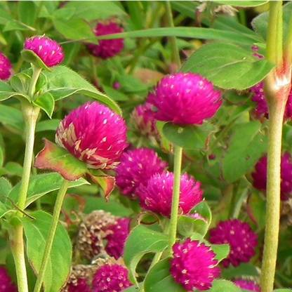 Morgreen Globe amaranth, (Gomphrena globosa) Seed