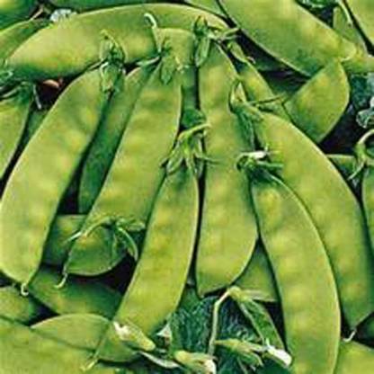 VibeX ® VMR-289 Snow Pea, Oregon Sugar Pod Peas Seed