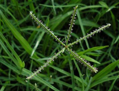 Urancia Doob ghaas durva Bahama grass Indian couch Cynodon dactylon Seed