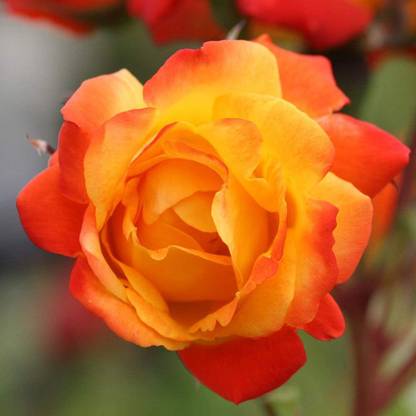 CYBEXIS LXI-5 - Piñata Climbing Rose - (100 Seeds) Seed