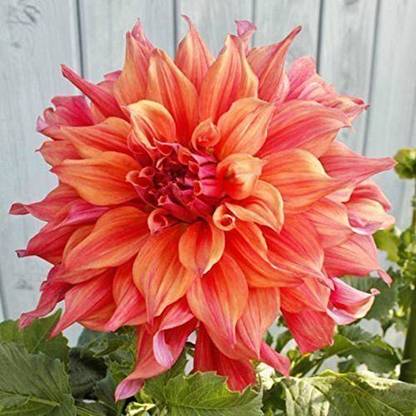 CYBEXIS DinnerPlate Dahlia, belle of barmera Seeds Seed