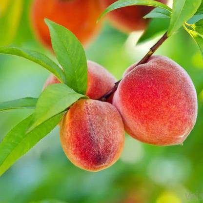 KANAYA Peach Fruit Seed
