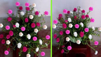 wequality Time flower plant at home mix colour variety flower/4 O clock FLOWER PLANT Seed