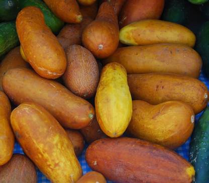 VibeX ® XXL-495 Poona Kheera CUCUMBER SEEDS Seed