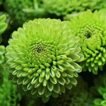 wequality Chrysanthemum flower seeds green/Chrysanthemum seeds 27 Seed