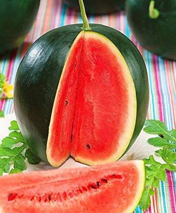 VibeX LX-47 - Watermelon Black Beauty Early Rare Giant - (450 Seeds) Seed