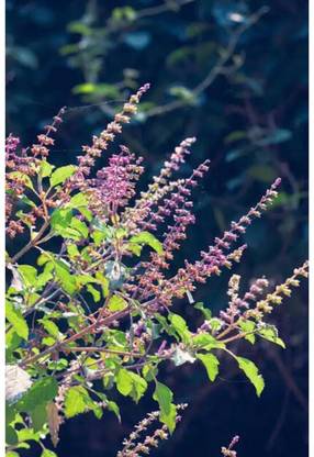 SEEDSART Tulsi Seeds " High Germination Seeds" Fast -Growth /120 Seeds / M894 Seed