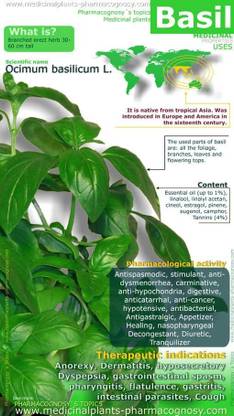 VibeX ® RXI-44 Capricata Thai Basil Seeds Seed