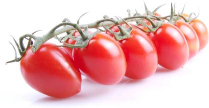 Quentova SUGARY TOMATO Seed