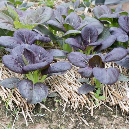 Biosnyg Osaka Purple Mustard Seed