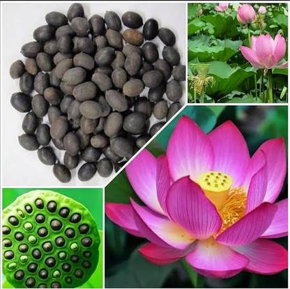 PAVision Light Grooming Lotus Seed