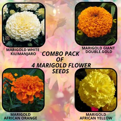 CYBEXIS 4 Types MARIGOLD FLOWER Seeds Seed