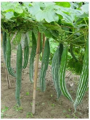 Quentova Snake Gourd – Trichosanthes Cucumerina Seed