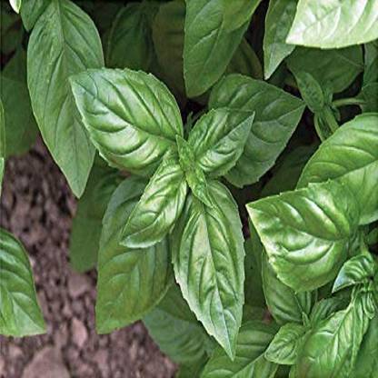 VibeX TLX-24 - Organic Genovese Sweet Basil - (1500 Seeds) Seed