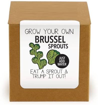 Quinergys RDX-124-Grow Your Own Brussel Sprouts Kit Seed