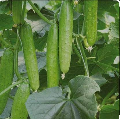 HYBRID CUCUMBER SEEDS KHIRA SEEDS Seed