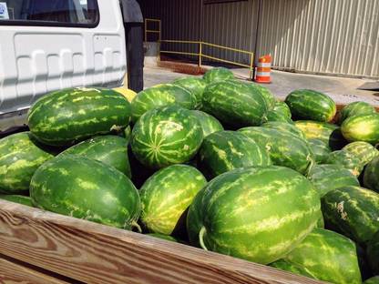 VibeX LXI-56 - Watermelon for Planting - (150 Seeds) Seed