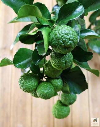 CRGO ™ XII-1677 Kagzi Lemon Dwarf Variety Seed