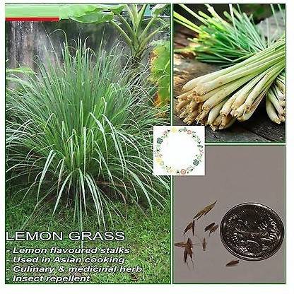 VibeX XL-46 - Cochin Grass Mosquito Insect Repellent - (750 Seeds) Seed